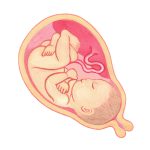 卵子提供による妊娠、出産について
